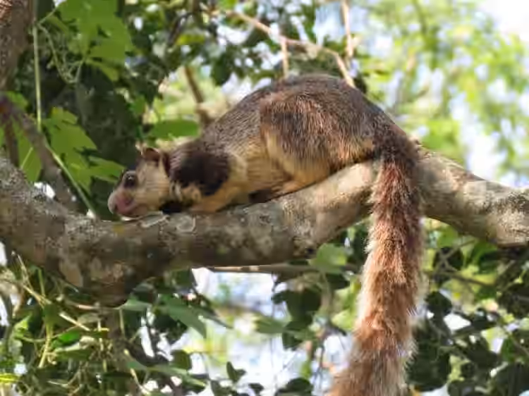 Mega Wildlife (6 Days / 5 Nights)