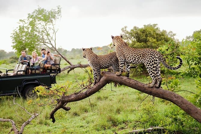 Day Tour: Yala National Park Safari